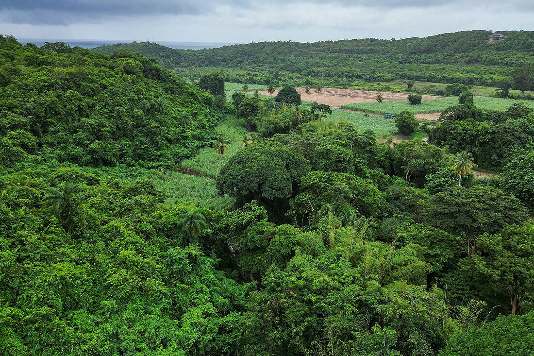 Aerial view of lush vegetation, near Redgate, Saint Andrew, Grenada, Caribbean