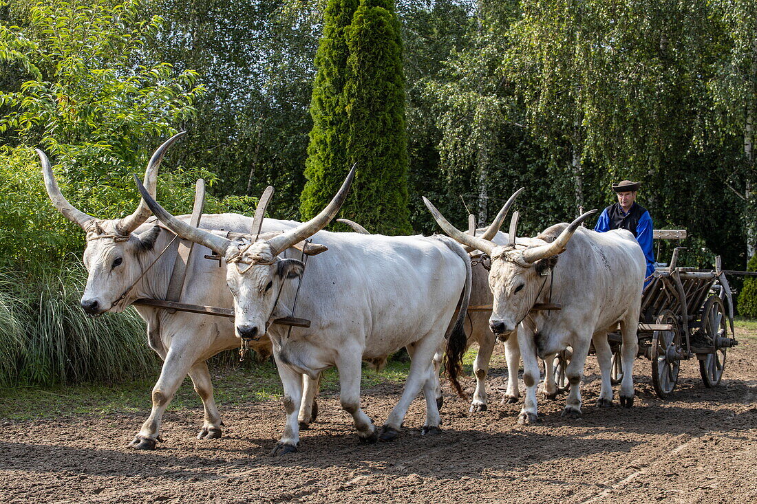 Von Stieren gezogene Kutsche im Lazar Equestrian Park, Domony, Pest, Ungarn, Europa