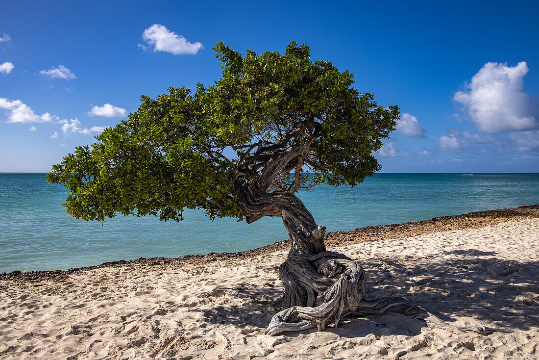 One of the famous Divi Divi (or Fofoti) trees at Eagle Beach, Aruba, Dutch Caribbean, Caribbean