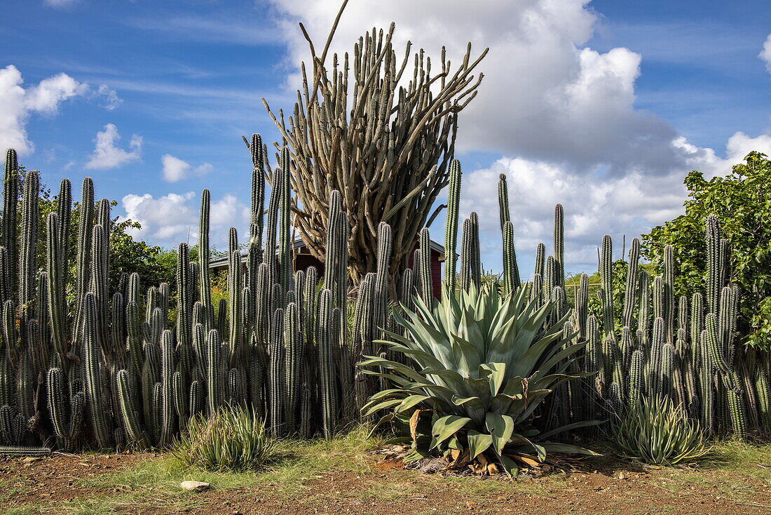 Huge cacti and agaves serve as a fence, Bonaire, Netherlands Antilles, Caribbean