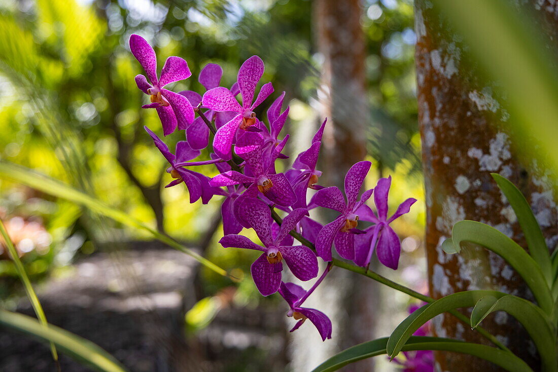 Lila Orchidee im Nevis Botanical Garden, Insel Nevis, St. Kitts und Nevis, Karibik