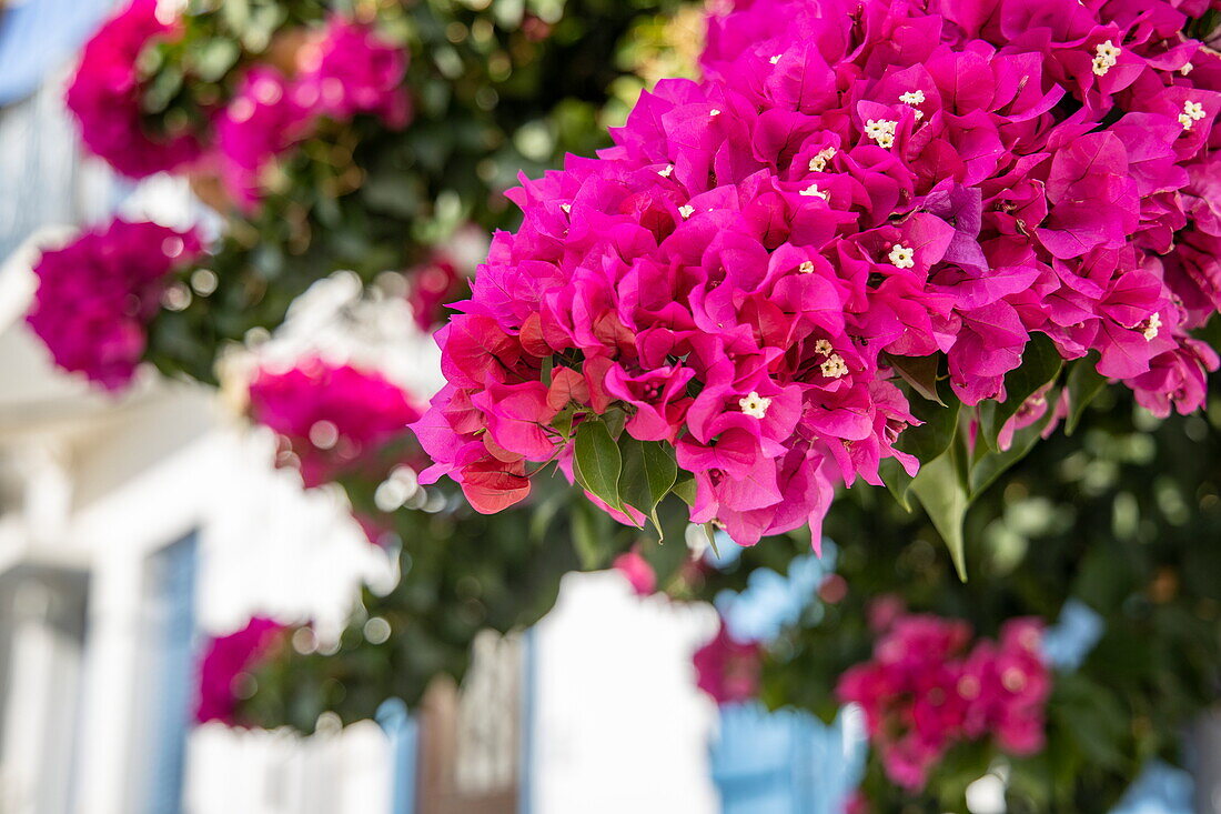 Lila Bougainvillea, Skopelos, Thessalien, Griechenland, Europa