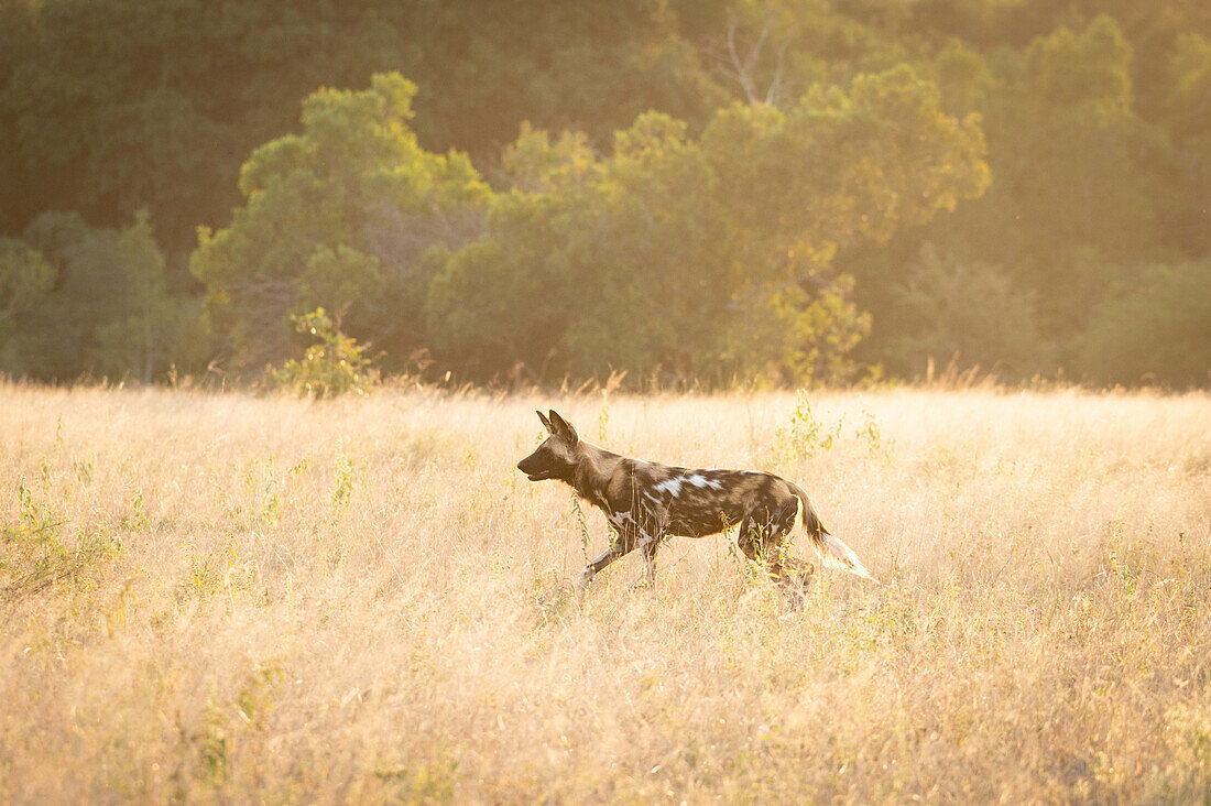 Ein Afrikanischer Wildhund (Lycaon pictus), läuft durch langes Gras, Londolozi Wildlife Reservat, Südafrika