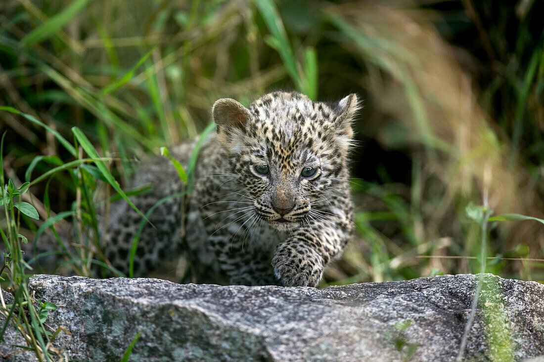 A leopard cub, Panthera pardus, walks over a rock.