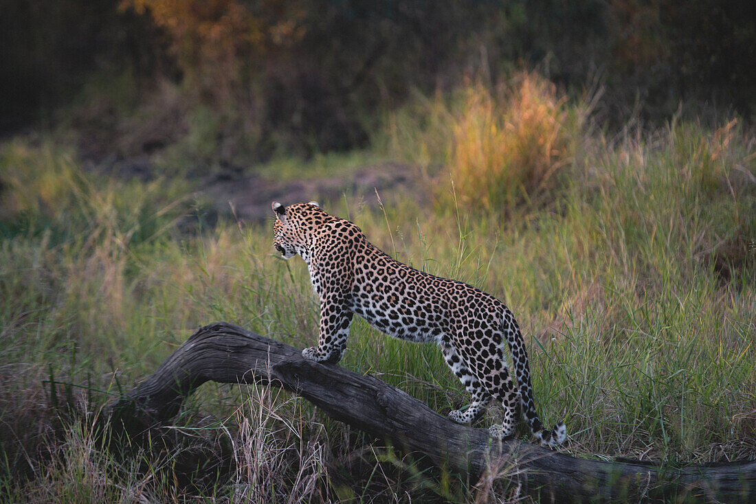 Ein Leopard (Panthera pardus), steht auf einem toten Baum, Londolozi Wildlife Reservat, Südafrika