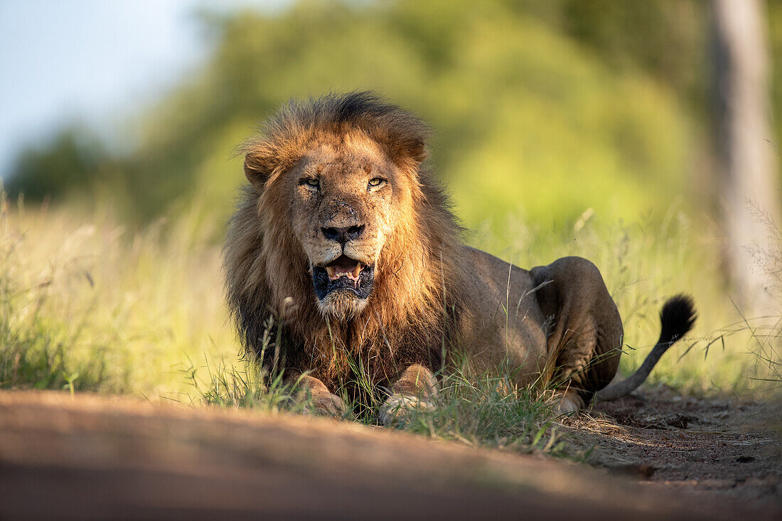 Ein männlicher Löwe, (Panthera leo), legt sich mit offenem Mund ins Gras, Londolozi Wildlife Reservat, Südafrika