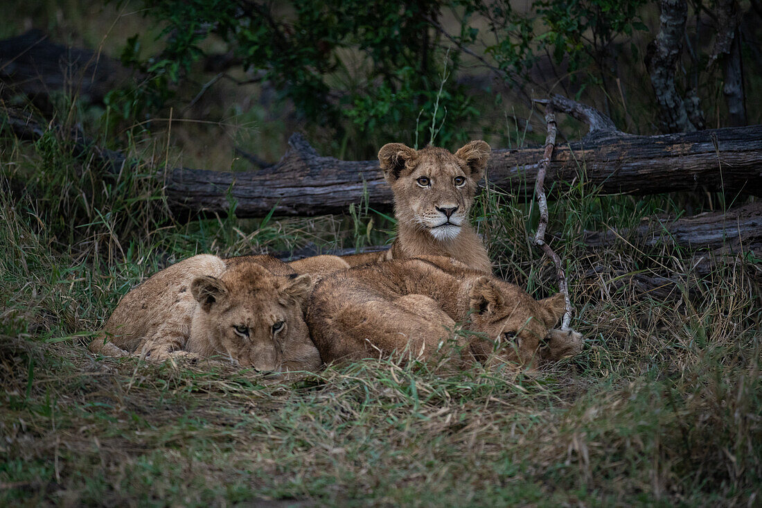 Three lion cubs, Panthera leo, lie together in the grass, direct gaze