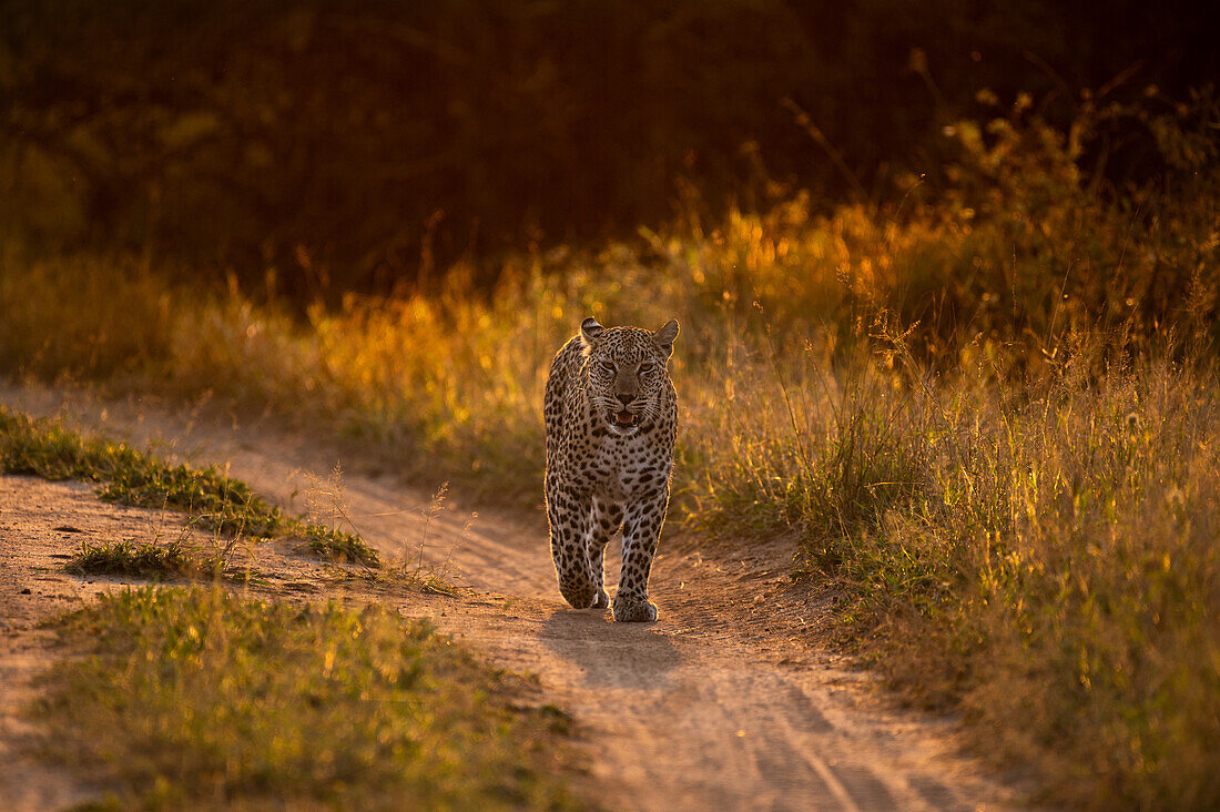 Ein Leopard (Panthera Pardus), geht bei Gegenlicht eine Straße entlang, Londolozi Wildlife Reservat, Südafrika