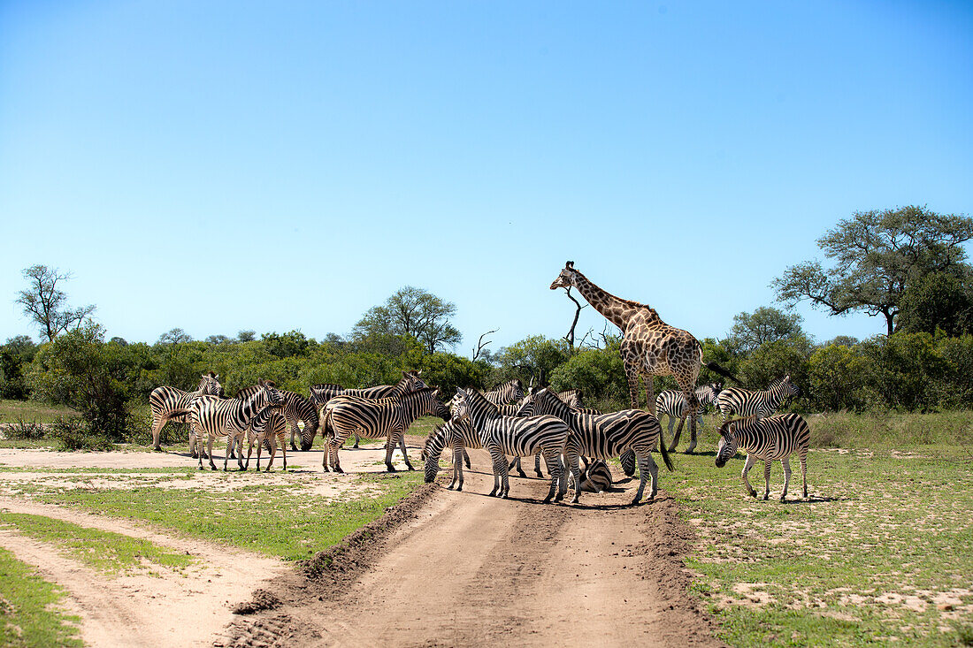 A herd of zebra, Equus quagga, and a giraffe, Giraffa, walk across a road