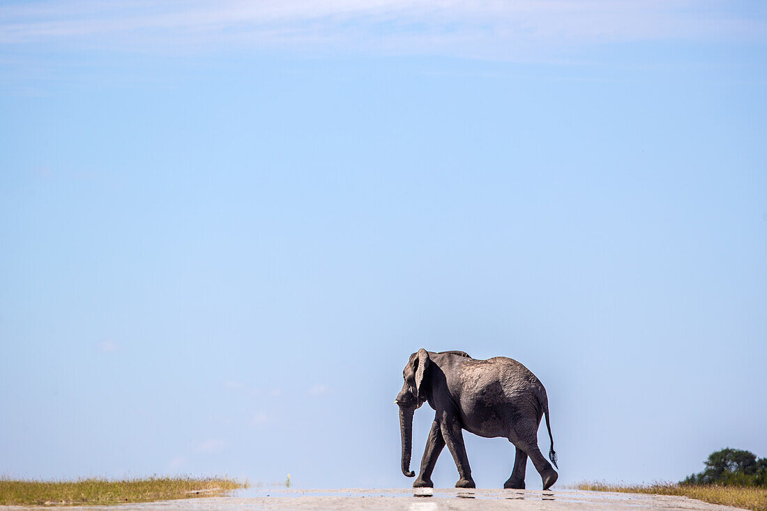 Ein Elefant, Loxodonta Africana, geht über eine Straße, Londolozi Wildlife Reservat, Südafrika