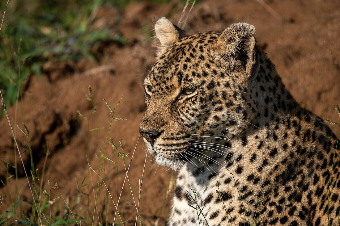 A close-up of a leopard, Panthera pardus, gazing into the distance