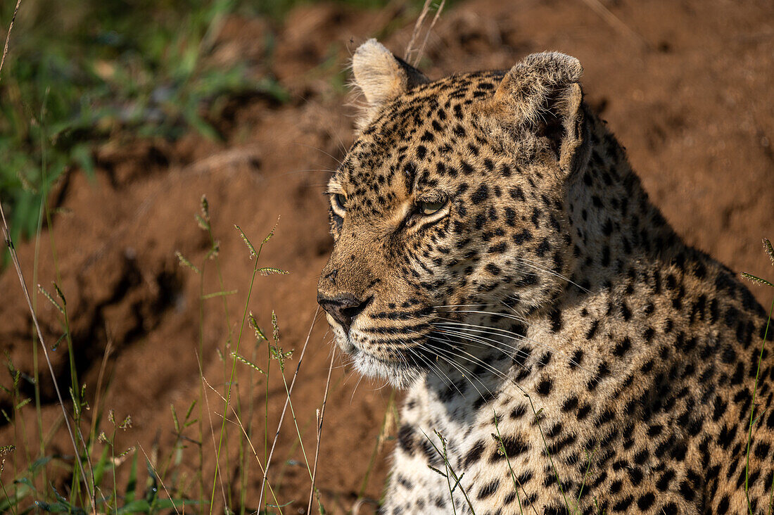 Eine Nahaufnahme eines Leoparden, Panthera Pardus, der in die Ferne blickt, Londolozi Wildlife Reservat, Südafrika