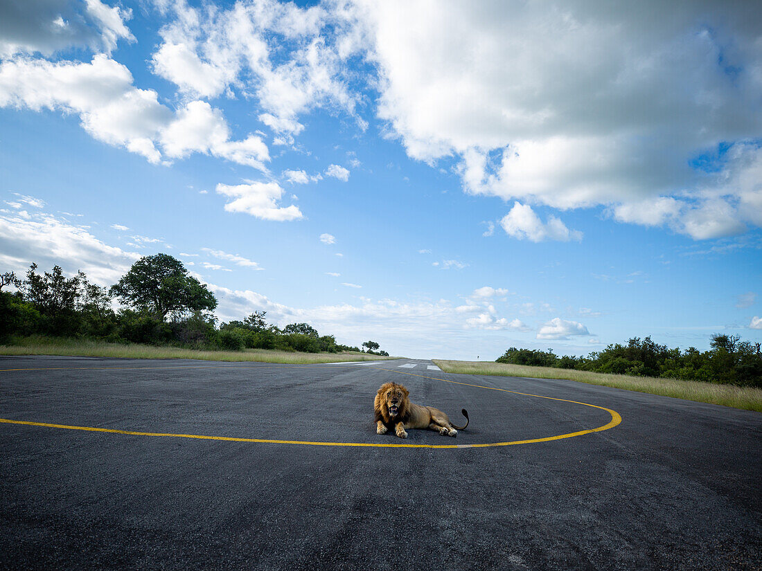 Ein männlicher Löwe, Panthera Leo, legt sich auf einer Landebahn auf den Asphalt, Londolozi Wildlife Reservat, Südafrika