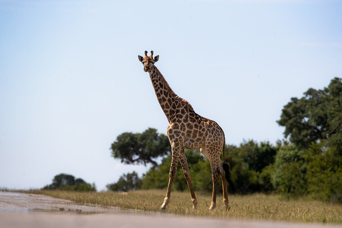 A giraffe, Giraffa, stands in short grass and looks forward