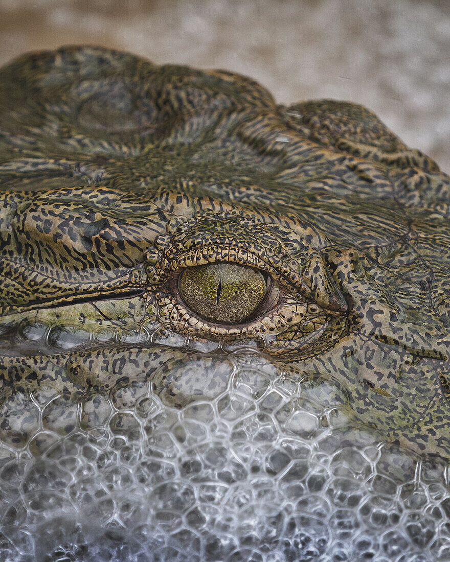 Eine Nahaufnahme eines Krokodilauges, Crocodylus niloticus, mit Wasserblasen, die sich um sein Gesicht bilden, Londolozi Wildlife Reservat, Südafrika