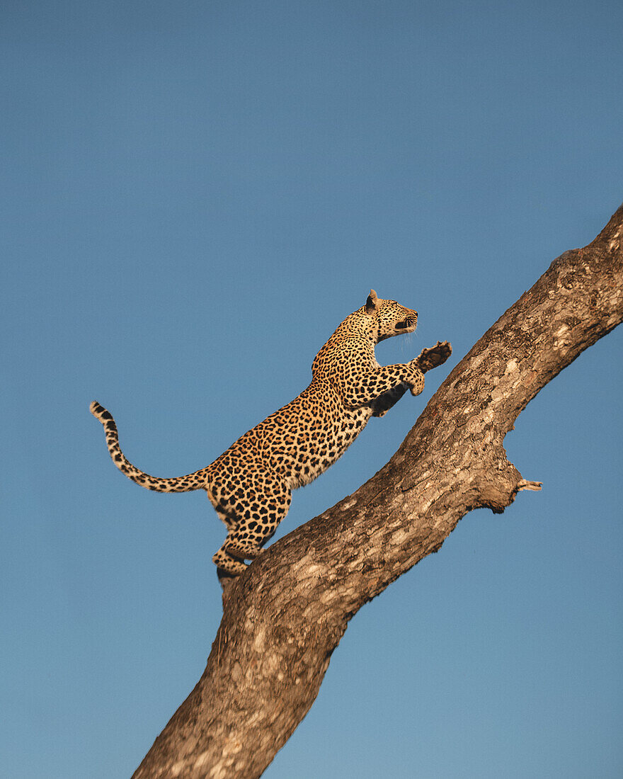 Ein Leopard, Panthera Pardus, klettert auf einen Baum,  Londolozi Wildlife Reservat, Südafrika
