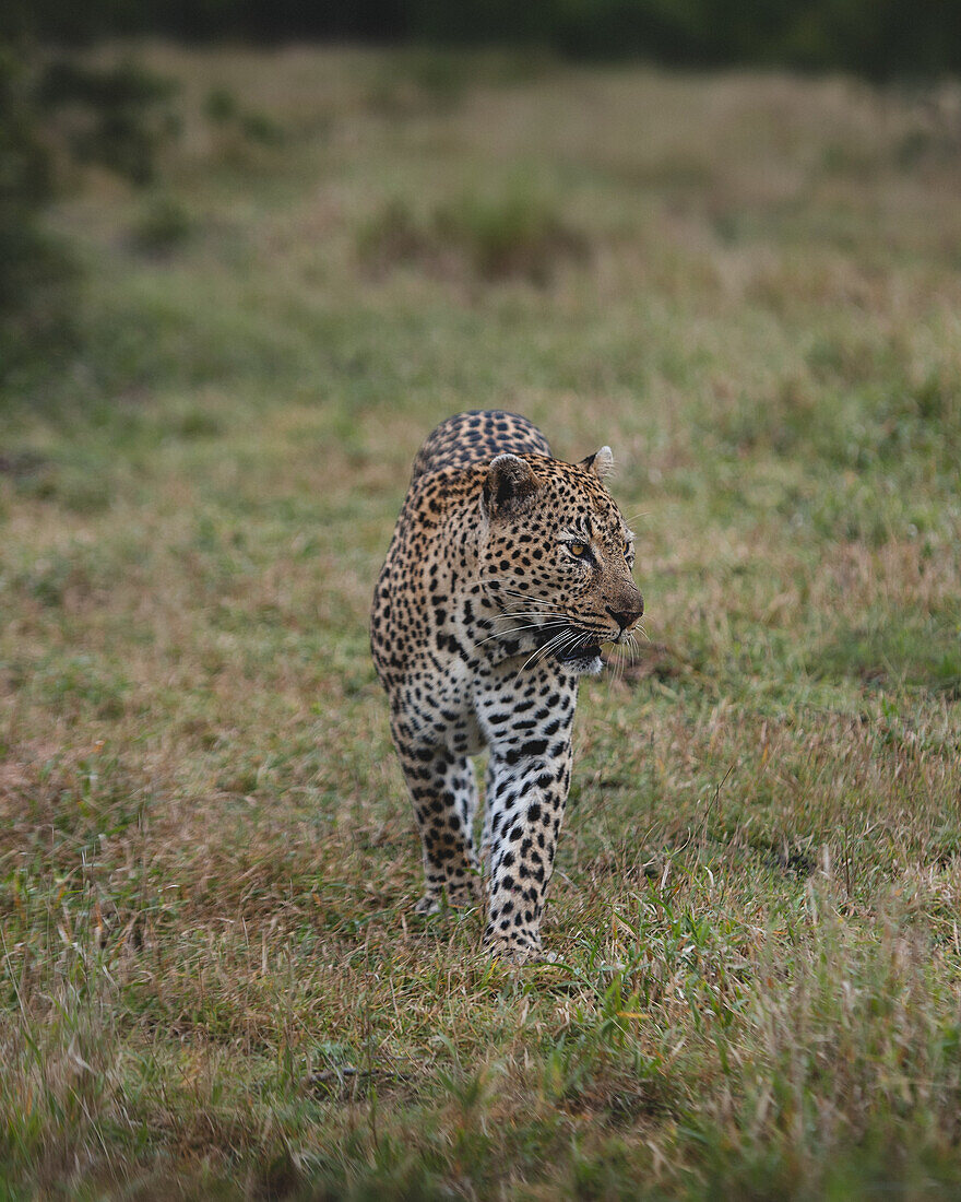 Ein männlicher Leopard, Panthera pardus, geht durch kurzes Gras, schaut zur Seite, Londolozi Wildlife Reservat, Südafrika
