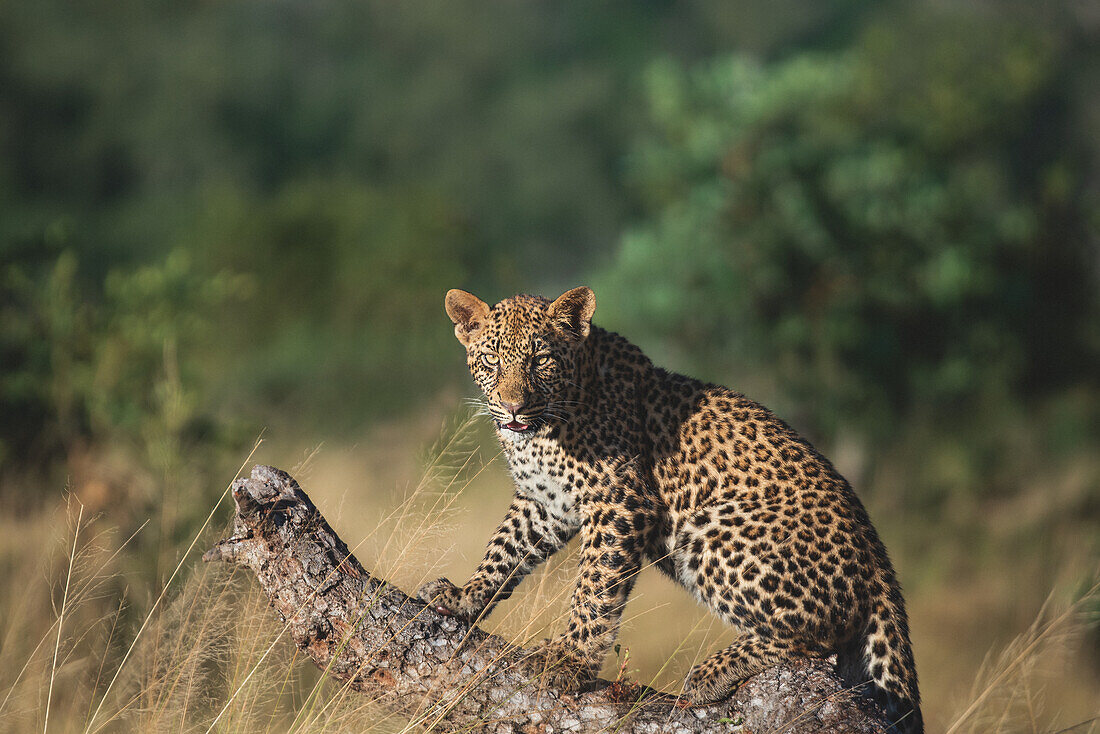 A leopard, Panthera pardus, sits down on a fallen marula tree, Sclerocarya birrea, direct gaze