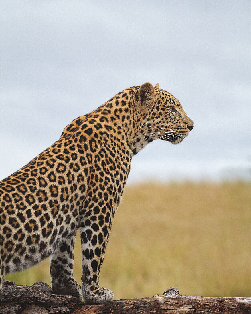 A leopard, Panthera pardus, lies down on the ground and looks up