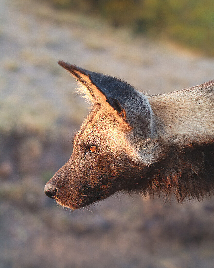 A wild dog, Lycaon pictus, side profile, close-up shot of its face