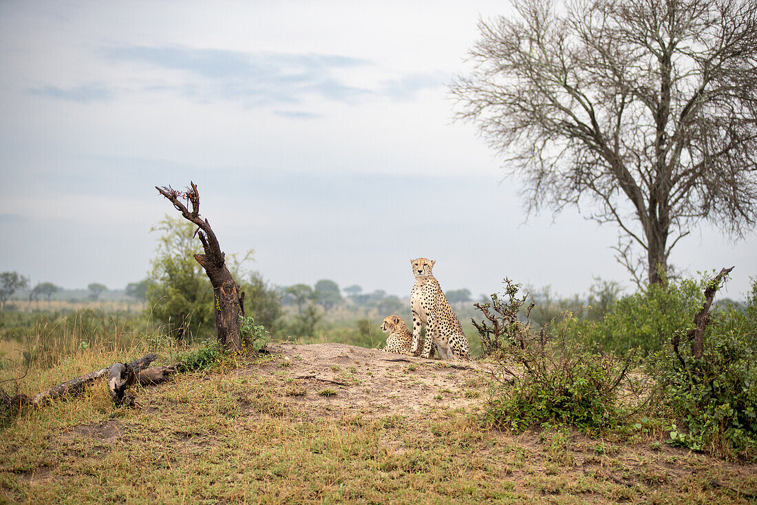 Two Cheetah, Acinonyx jubatus, on top of a mound, wide angle