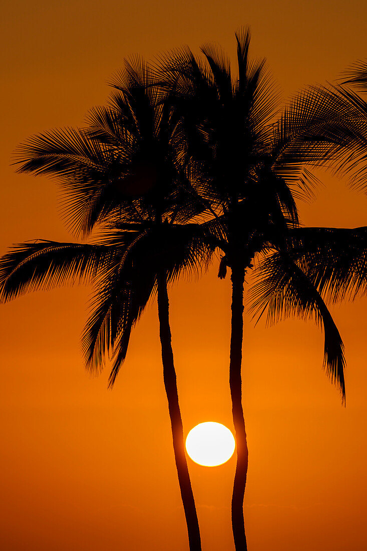 Die Sonne in einem orangefarbenen Himmel bei Sonnenuntergang zwischen zwei Palmen, Hawaii, USA