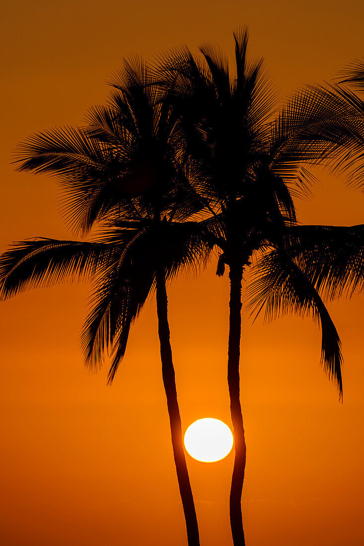 The sun in a glowing orange sky, viewed between two pine tree trunks