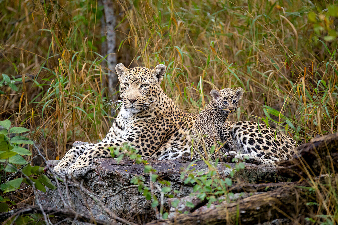 A leopard and her cub, Panthera pardus, lie together on a log, direct gaze