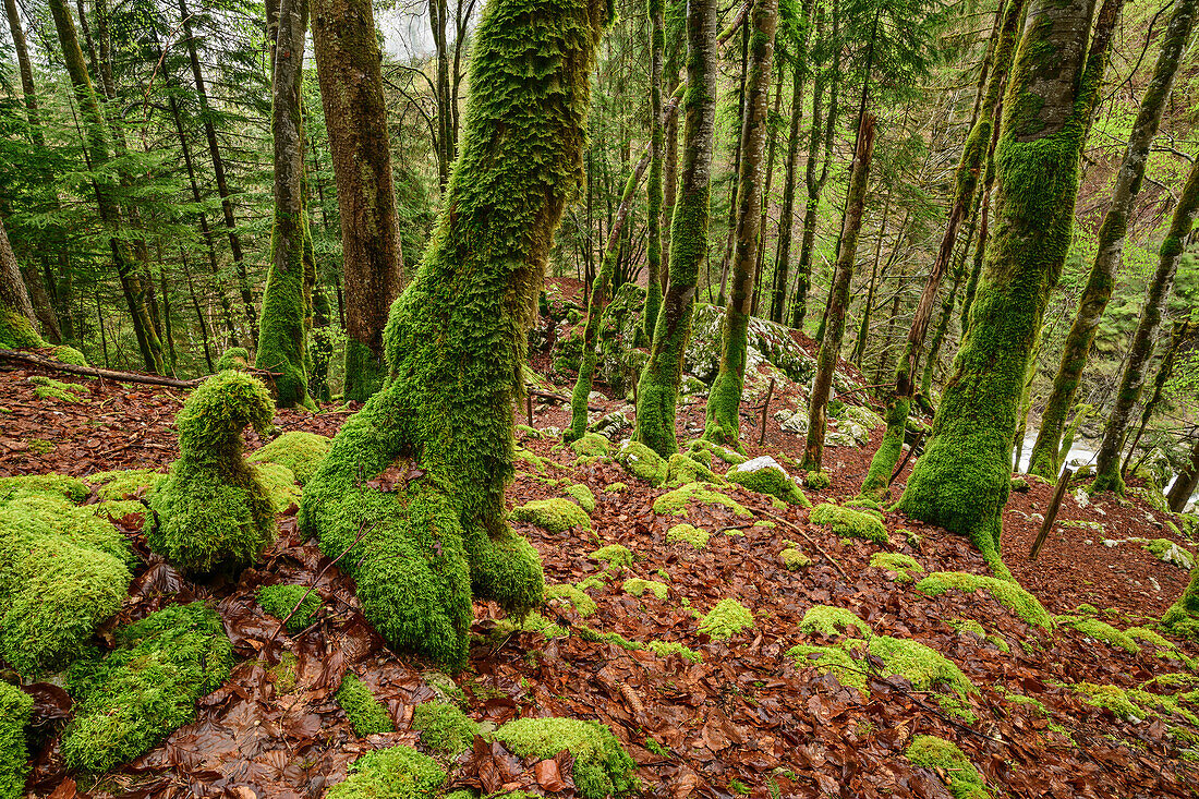 Wald mit bemoosten Stämmen, Vercors, Frankreich