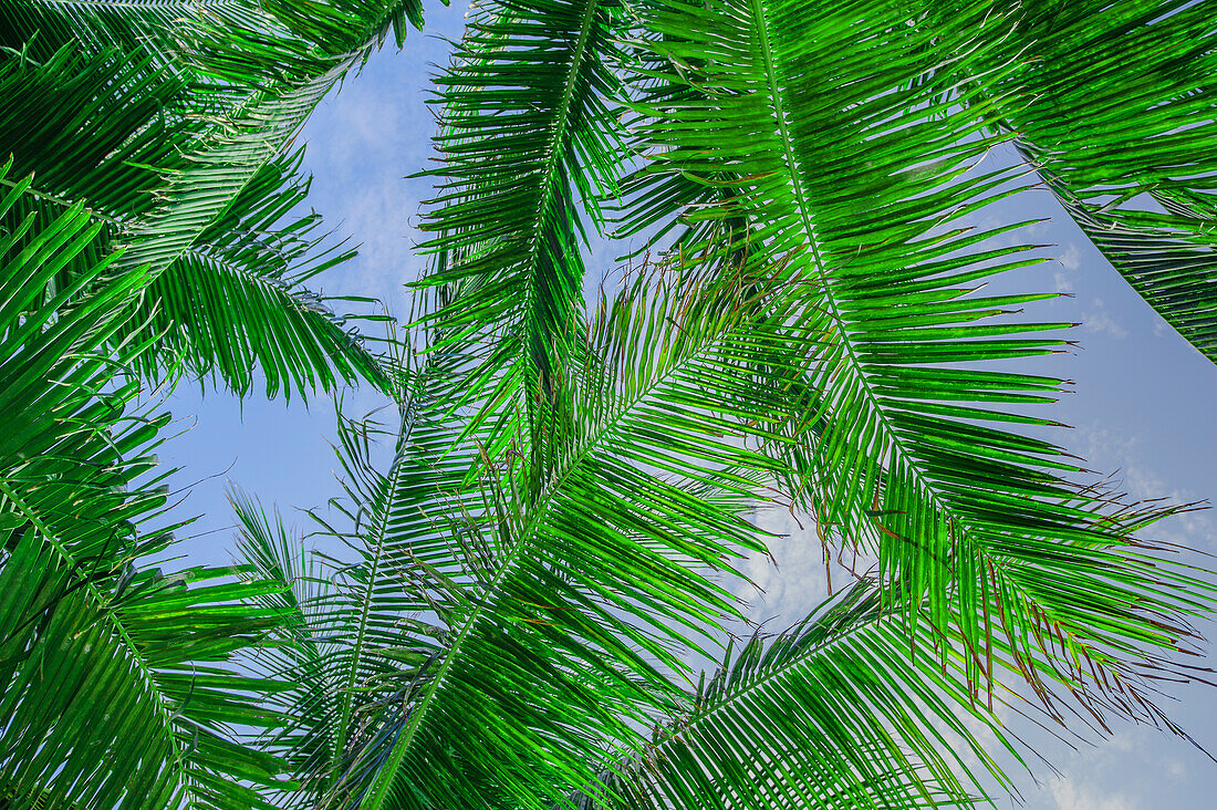 Palmblättern gegen den Himmel