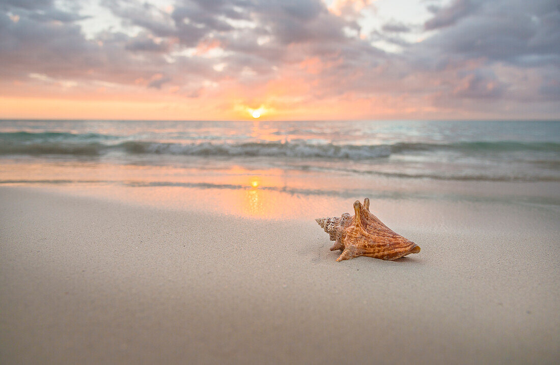 Muschel am Sandstrand bei Sonnenuntergang
