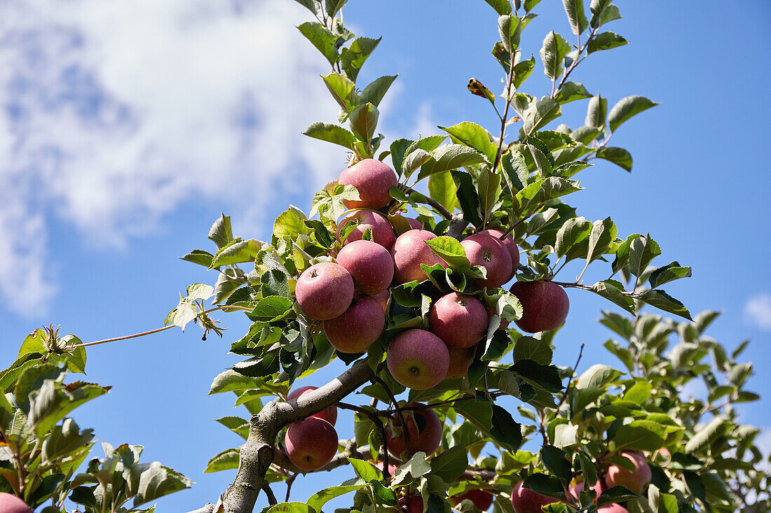 Low angle view of ripe apples on tree branch
