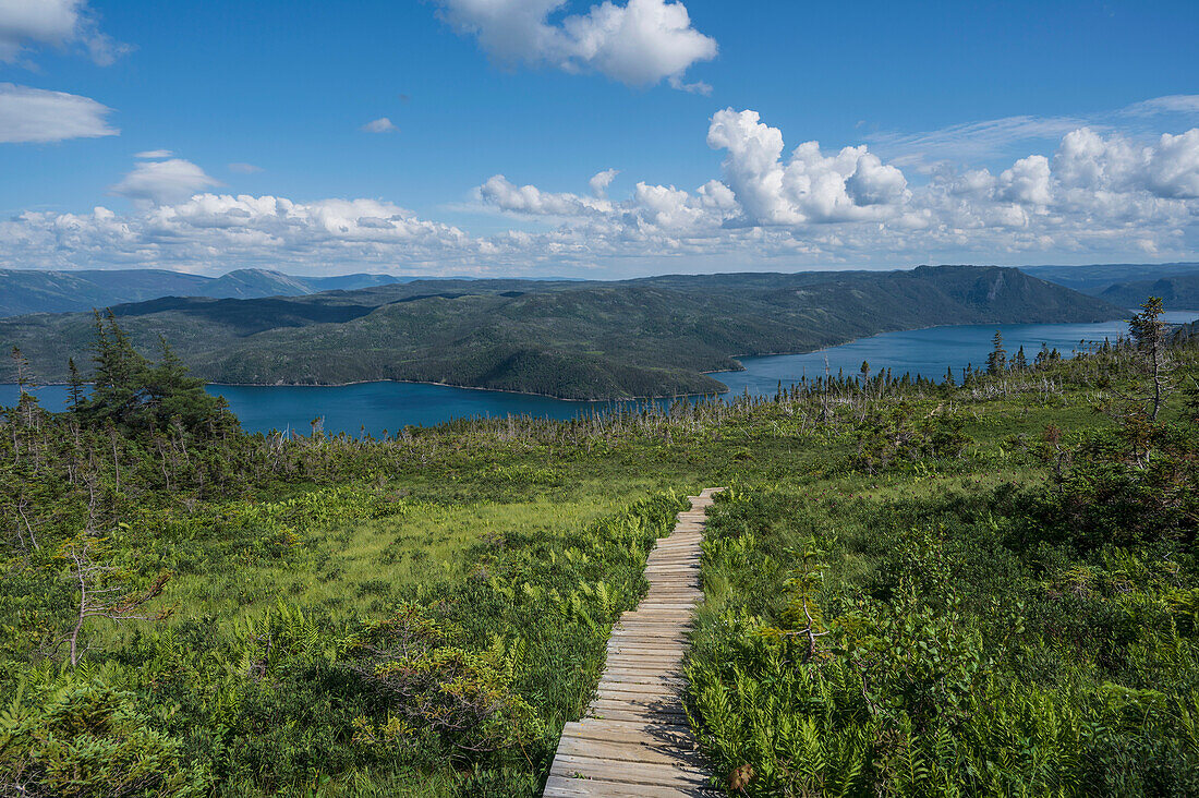Canada, Newfoundland - Labrador, Gros Morne National Park, Boardwalk in landscape in Gros Morne National Park