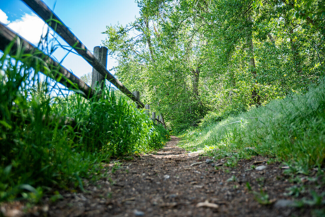 Wanderweg und Zaun im Wald