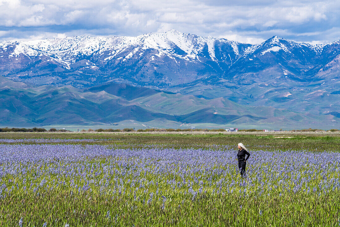 United States, Idaho, Fairfield, Senior woman standing in field of camas lilies with Soldier Mountain in background
