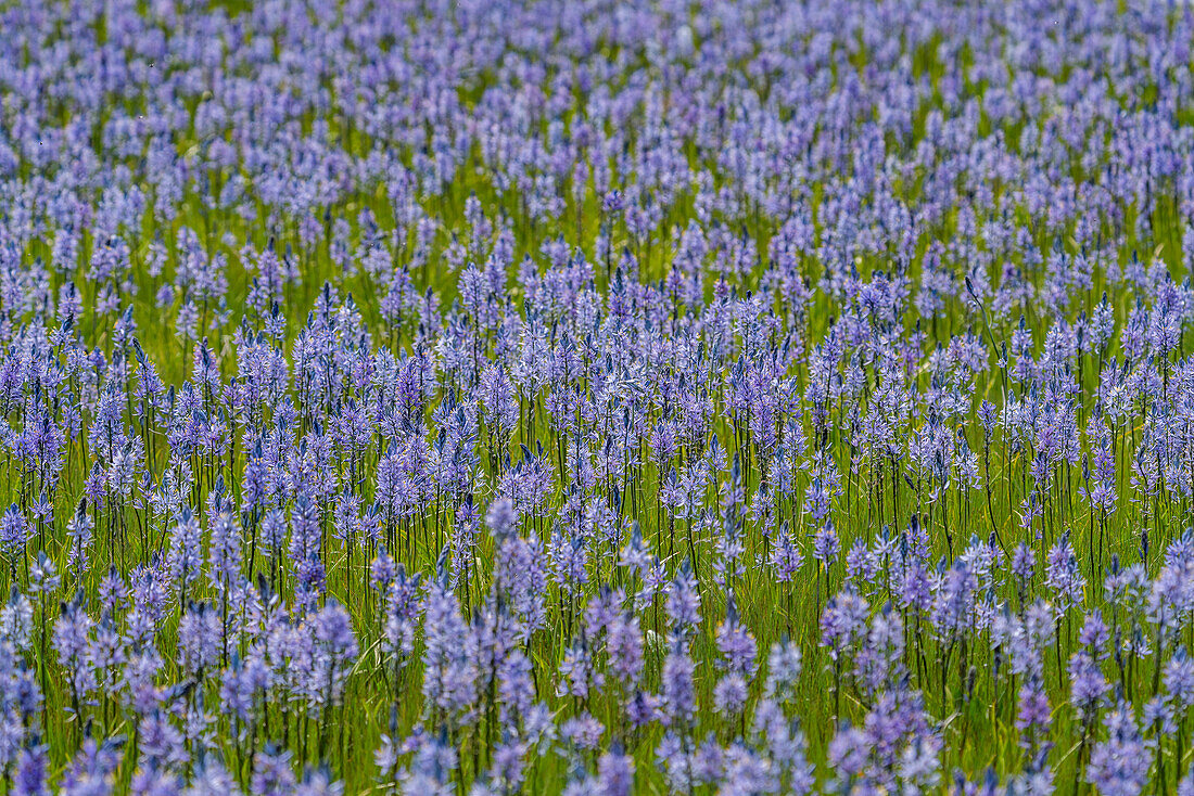 Camas-Lilien blühen im Frühling in Feuchtgebieten, Fairfield,  Idaho, USA