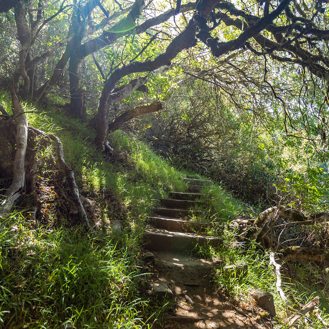 United States, California, Mill Valley, Hiking trail in forest