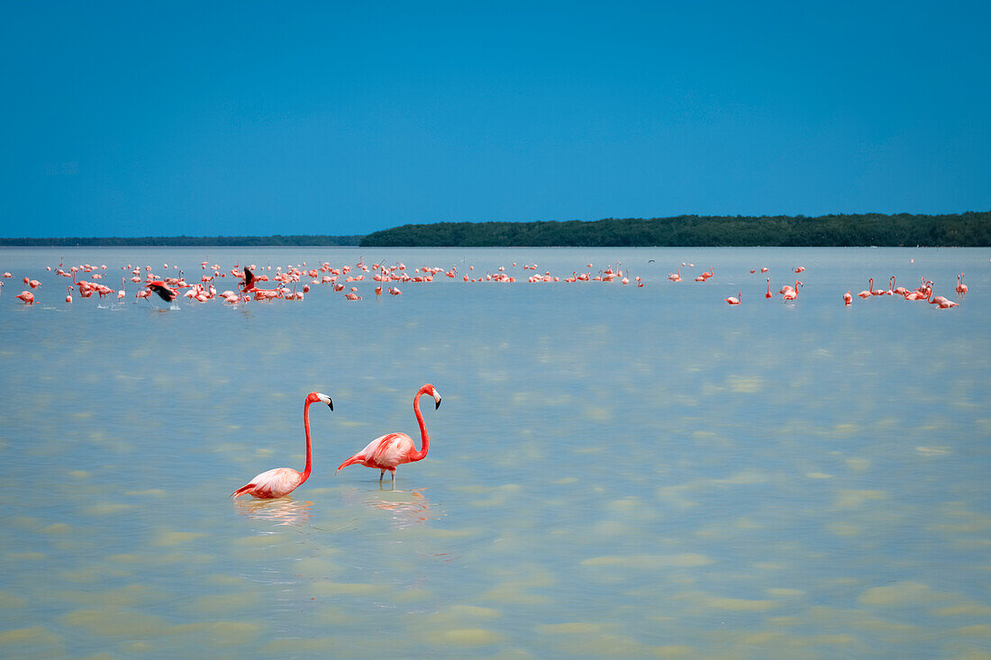 Mexico, Celestun, Pink flamingos wading in water at Reserva de la Biosfera Ria Celestun