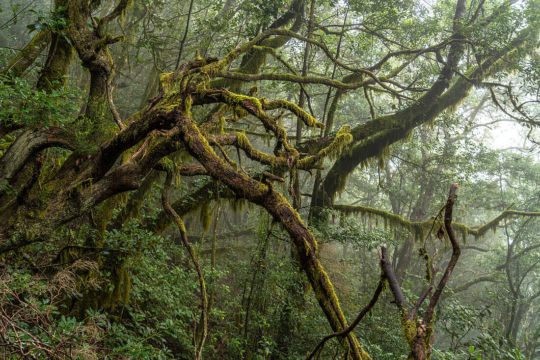 El Cedro laurel forest in Garajonay National Park, UNESCO World Heritage on La Gomera island, Canary Islands, Spain