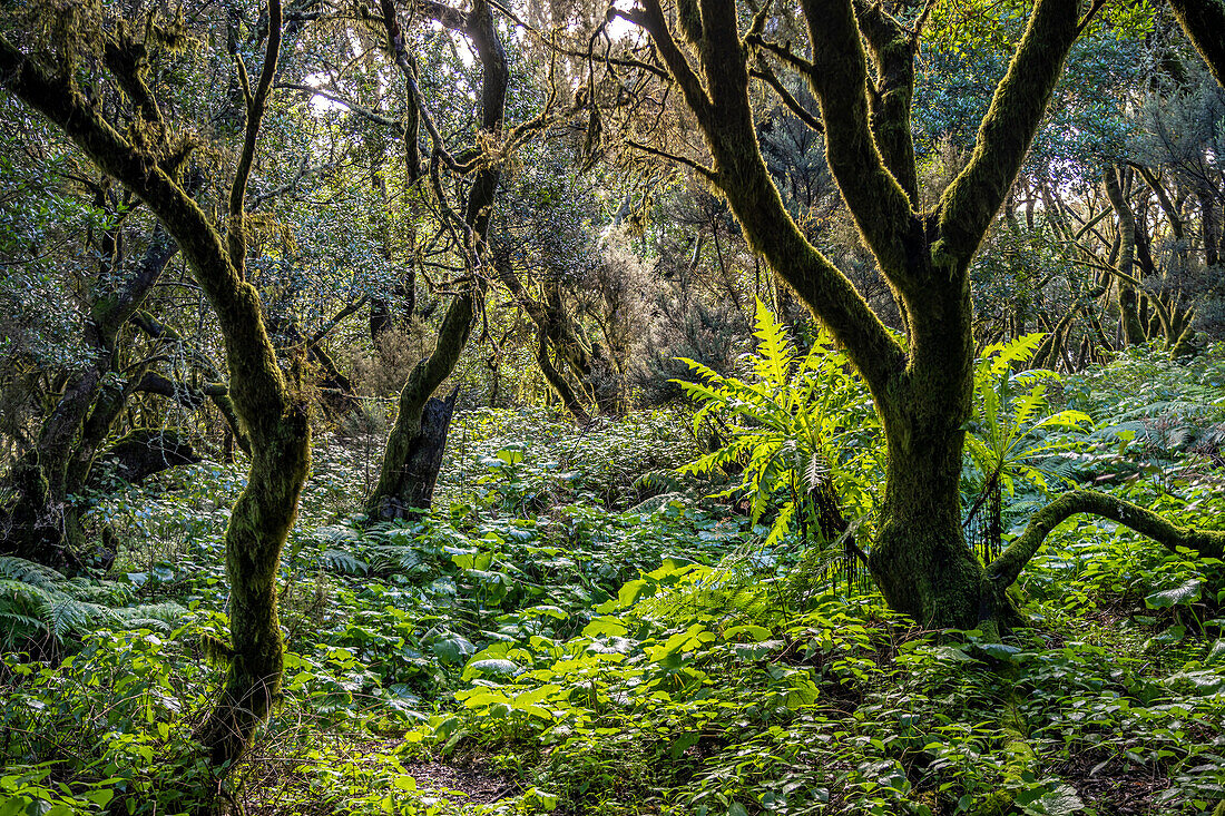 Laurel forest at La Llanía on El Hierro, Canary Islands, Spain