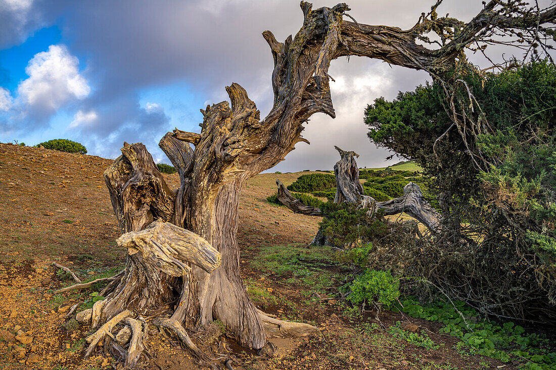 Wind sculpted juniper tree Sabina at El Sabinar, El Hierro, Canary Islands, Spain