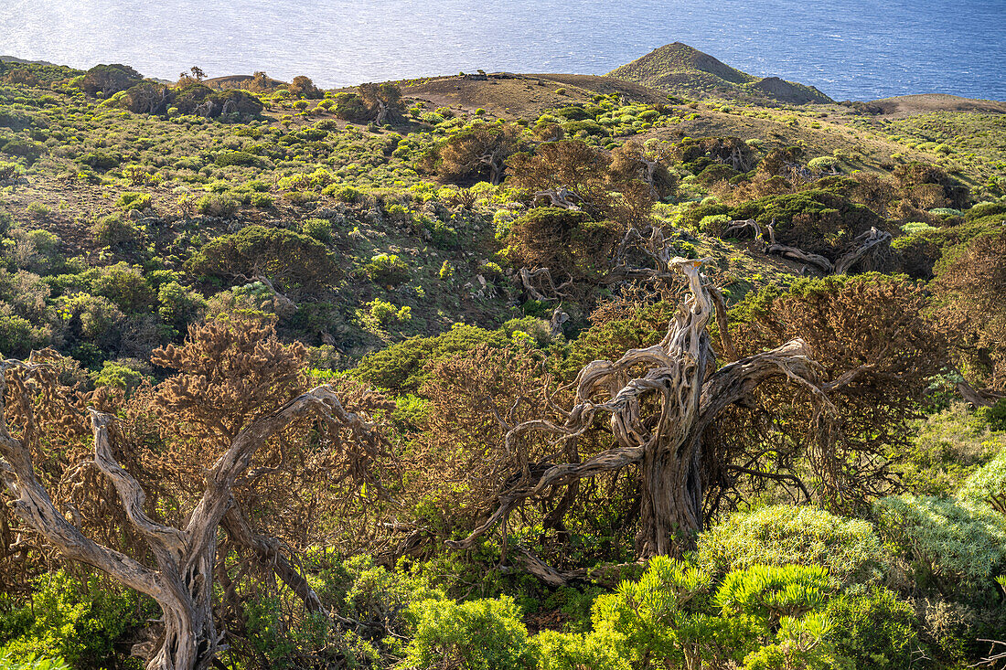 Wind sculpted juniper trees Sabina at El Sabinar, El Hierro, Canary Islands, Spain