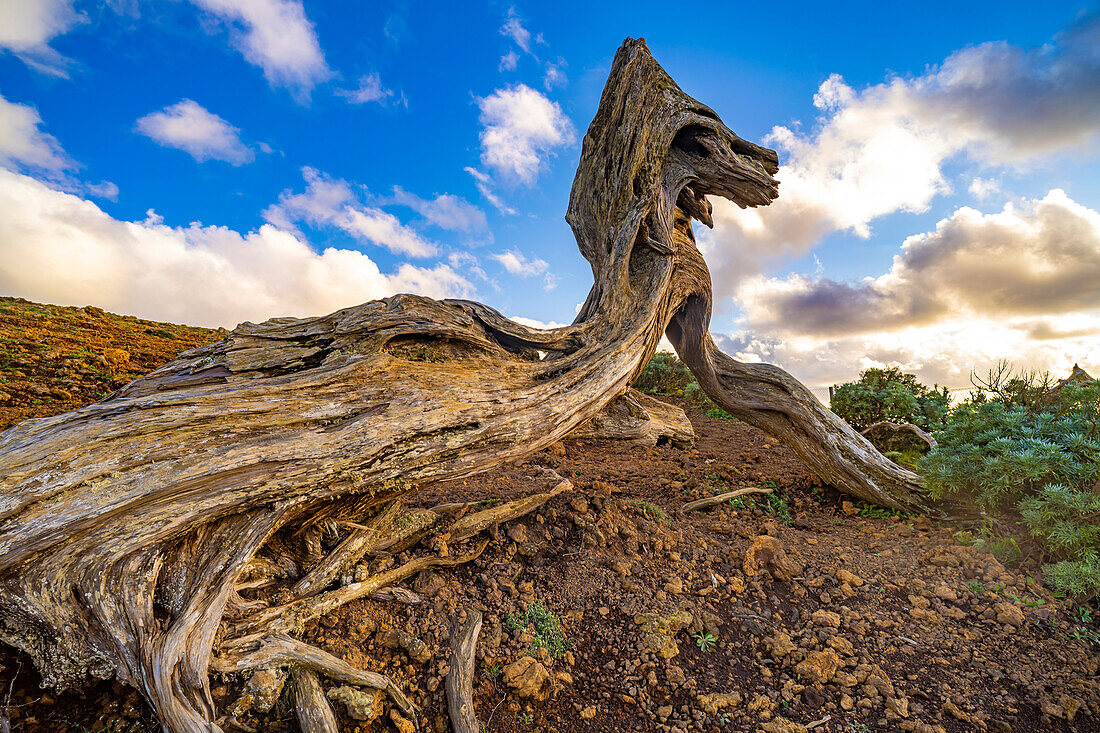 Vom Wind geformter Wacholderbaum Sabina bei El Sabinar, El Hierro, Kanarische Inseln, Spanien