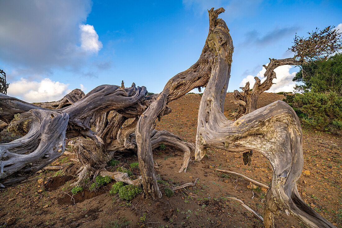 Vom Wind geformter Wacholderbaum Sabina bei El Sabinar, El Hierro, Kanarische Inseln, Spanien