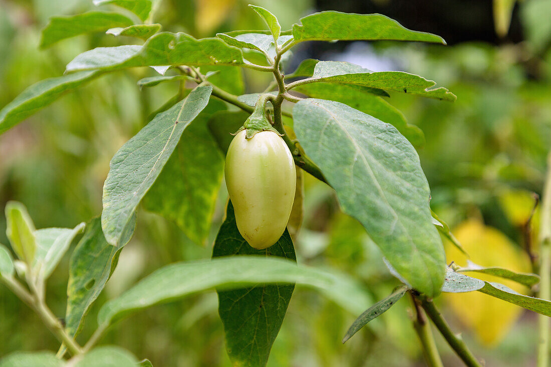 Aubergine, Eierpflanze, Solanum melongena, bei Amedzofe in der Volta-Region im Osten von Ghana in Westafrika