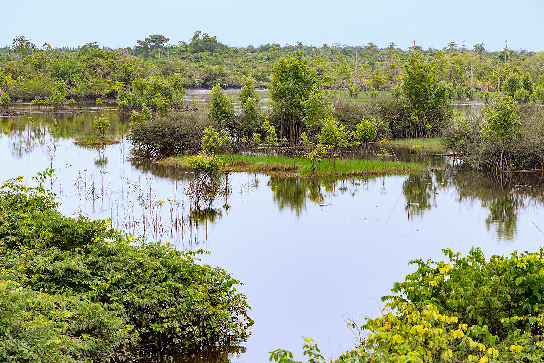 Mangrove landscape in the Ebi River Shelterbelt Forest Reserve in the Western Region of western Ghana in West Africa