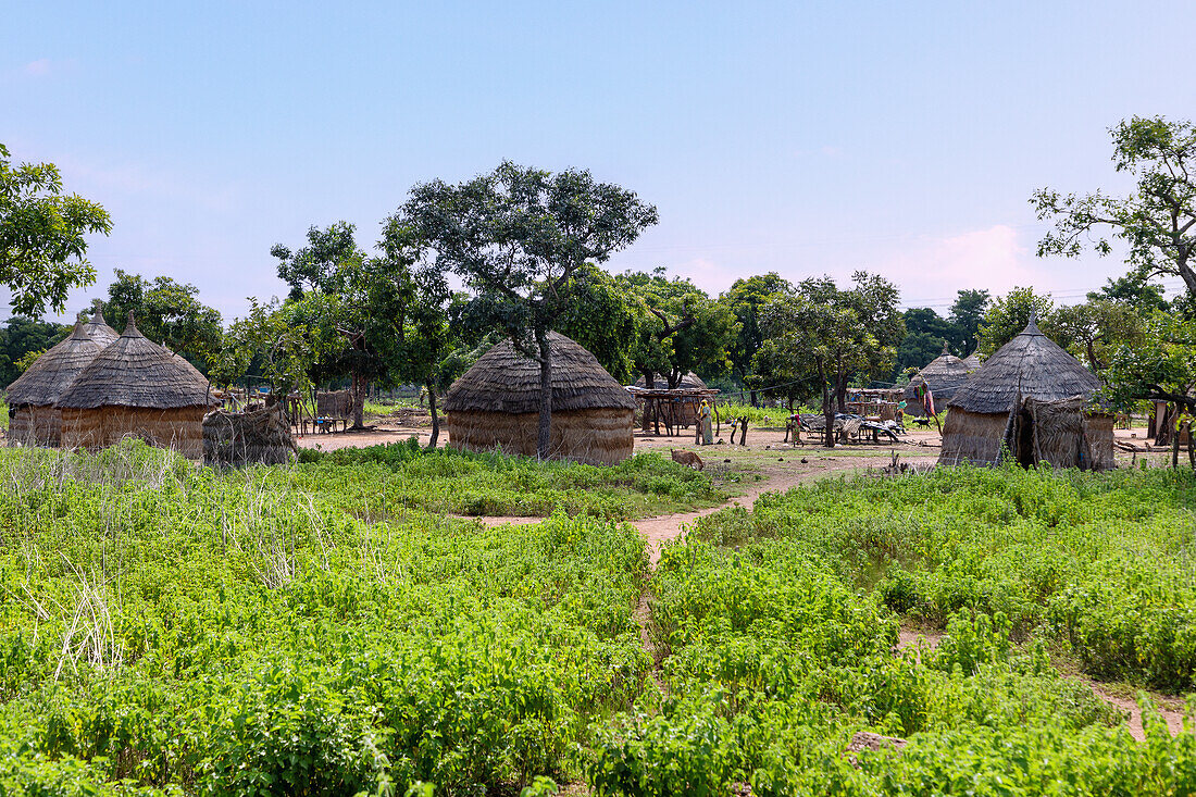 traditionelles Rundhüttendorf der Gonja an der Techiman-Tamale-Road bei Kadelso in der Northern Region im Norden von Ghana in Westafrika