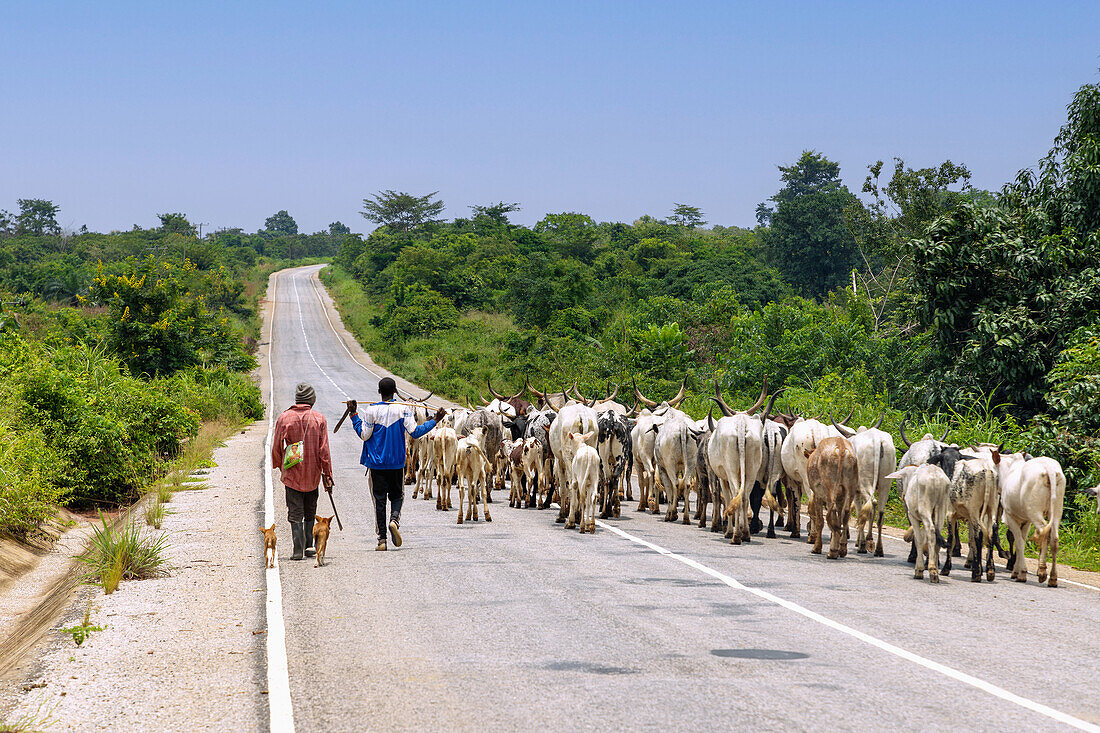 Herde von Cebus mit Viehhirten bei Jema auf der Straße von Tamale nach Techiman in der Bono East Region im Norden von Ghana in Westafrika