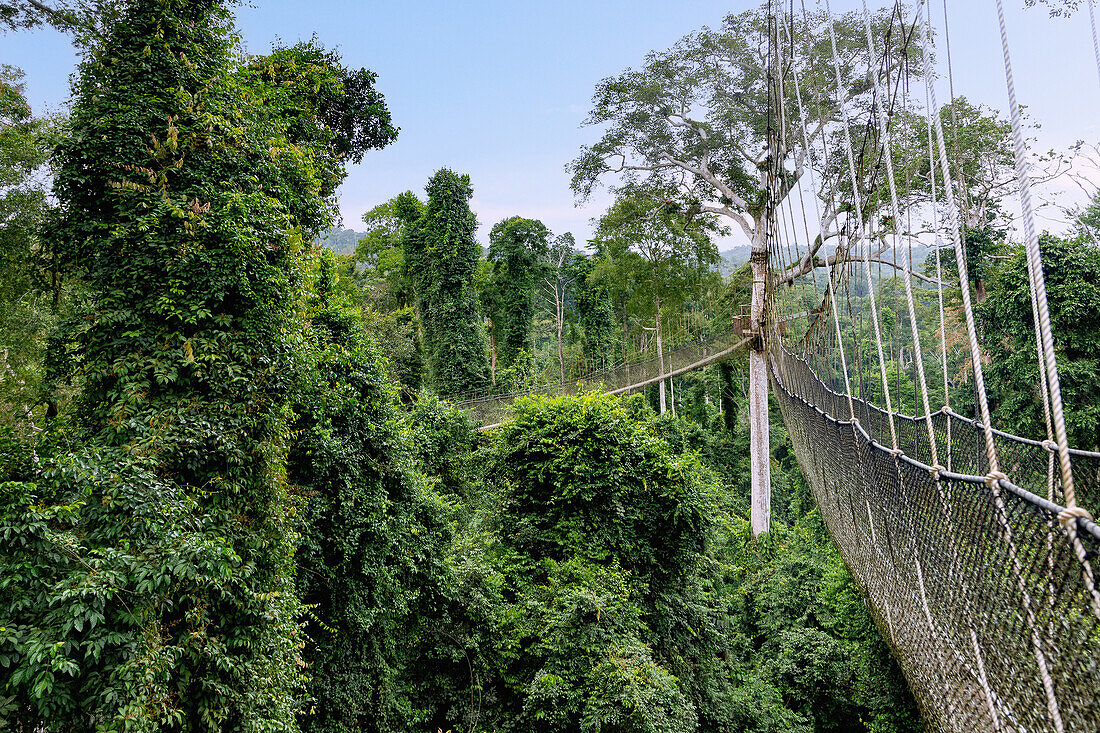 Treetop Walkway in Kakum National Park in the Central Region of southern Ghana in West Africa