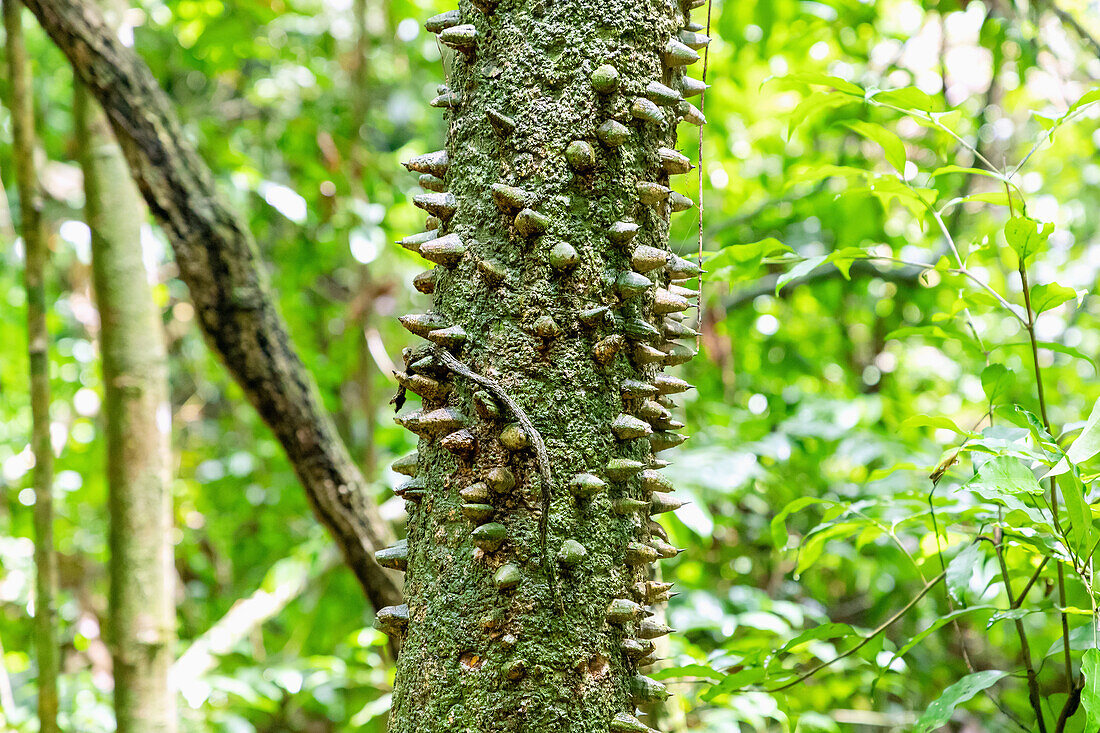Baumstamm eines jungen Kapokbaums mit kegelförmnigen Stacheln im Kakum National Park in der Central Region im Süden von Ghana in Westafrika
